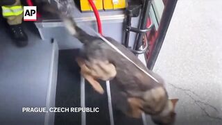 Czech firefighters head to Texas to help with search efforts after