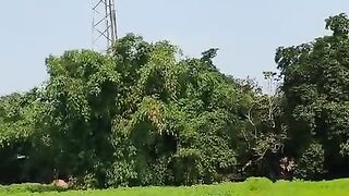 A tower between nature