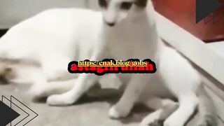 Adik kucing cuma mau numpang tidur sebentar.