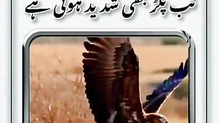 Baz ne Chite Kotha liya