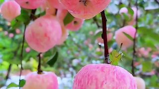 Apple 10