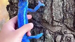 Blue Chameleon