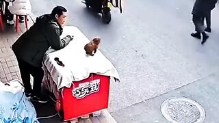 Best Ating Dog
