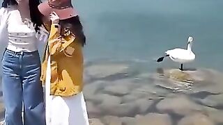 Swan stole the spotlight!   Shaky (Ek Number Tuzi Kambar)  Trending Marathi Afro-Beat  4K Short