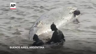 Second dead whale washes up near Argentina capital within a
