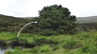 A magic tree