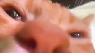 Vivi vivo