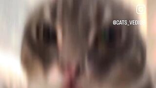 Video cats 2