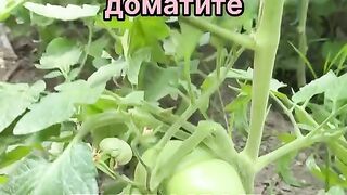 ДА ПРЕДПАЗИШ ДОМАТИТЕ ОТ БЕЛОКРИЛКА БЕЗ ХИМИЯ
