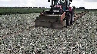 МЕХАНИЗРАНО ПРИБИРАНЕ НА ЛУК