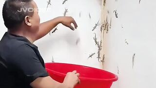 Lizard Farming