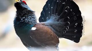 This Is West Mentigi Bird