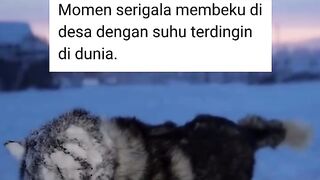 Frozen Fangula Wolf