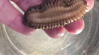 Sea Mouse