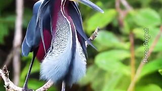 Agami Heron Bird