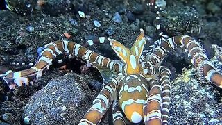 Wondervus Octopus