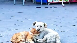 ЕДНА ДРУЖБА С ЩАСТЛИВ КРАЙ
