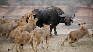 Epic Showdown Buffalo  - Natures Ultimate Clash!