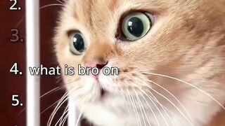 Top 10 Talking Cats Feline Stars Who Steal the Show!