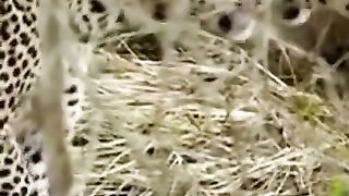 Cheetah Showdown Natures Fastest Duel
