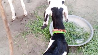 Bakra happy mood