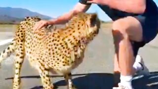 MrBeast VS Cheetah