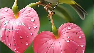 Ornamental bird video