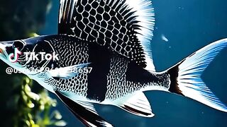 Ornamental fish video