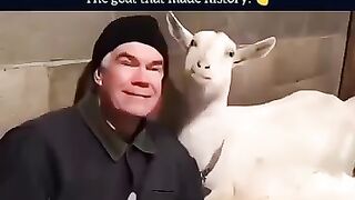 Goat of the Year Loves er Master Too Much