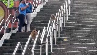 Nature is Amazing  on X- monkey see  monkey do  https----VVc38IX2oT -