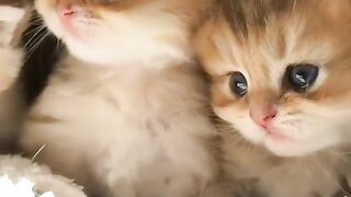 Cute cats baby playing
