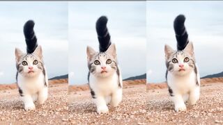 Cute Cat (Tiktok)