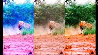 Lion, Lion video, amazing lion video, funny video, animal video, inspirational moment