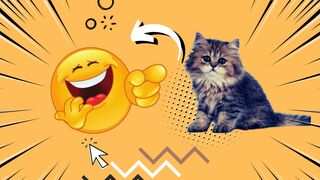 Funny videos 2022????cutes cats and dogs????????????