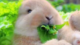 cute rabbit || baby rabbit short || baby rabbit video