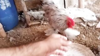 Fighter chicken