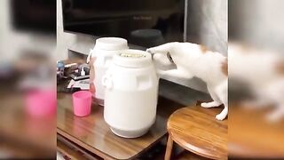 Funny cats