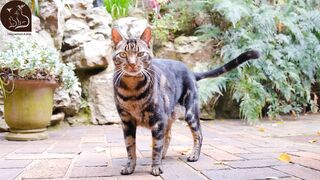 funny & cute cats #02