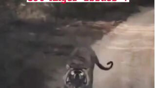 Close Encounter with Tiger|Tiger Encounters That Will Make You Panic.