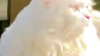 Cat gift
