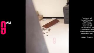 funny moments video|funny videos|stupid people things