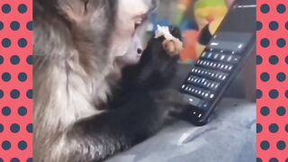 Chatting monkey - enna reply-eh varala