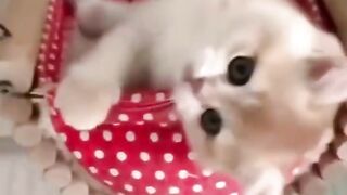 Cat funny video locol inemal