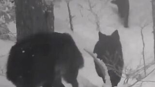 How Fast Can a Snowdog Go? Snow Dog Breed|Mountain Dogs Patrol| #shorts #dogs