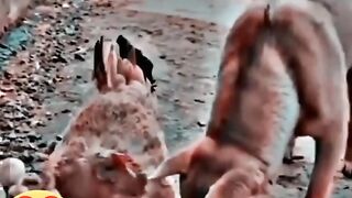 Dog|Dog funny video