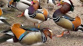 Duck video|Duck video