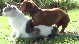 Super Dog vs Cat Get Relexing So Sweet