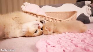 The cleanest kitten in the world is Pinky