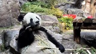 Pandas eat bamboo shoots Collection-1
