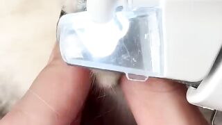 My cat nail cutting♥️♥️